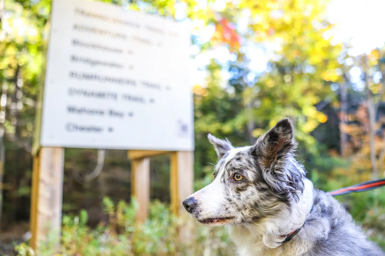 A wetland interpretive panel installed along the Bay to Bay Trail