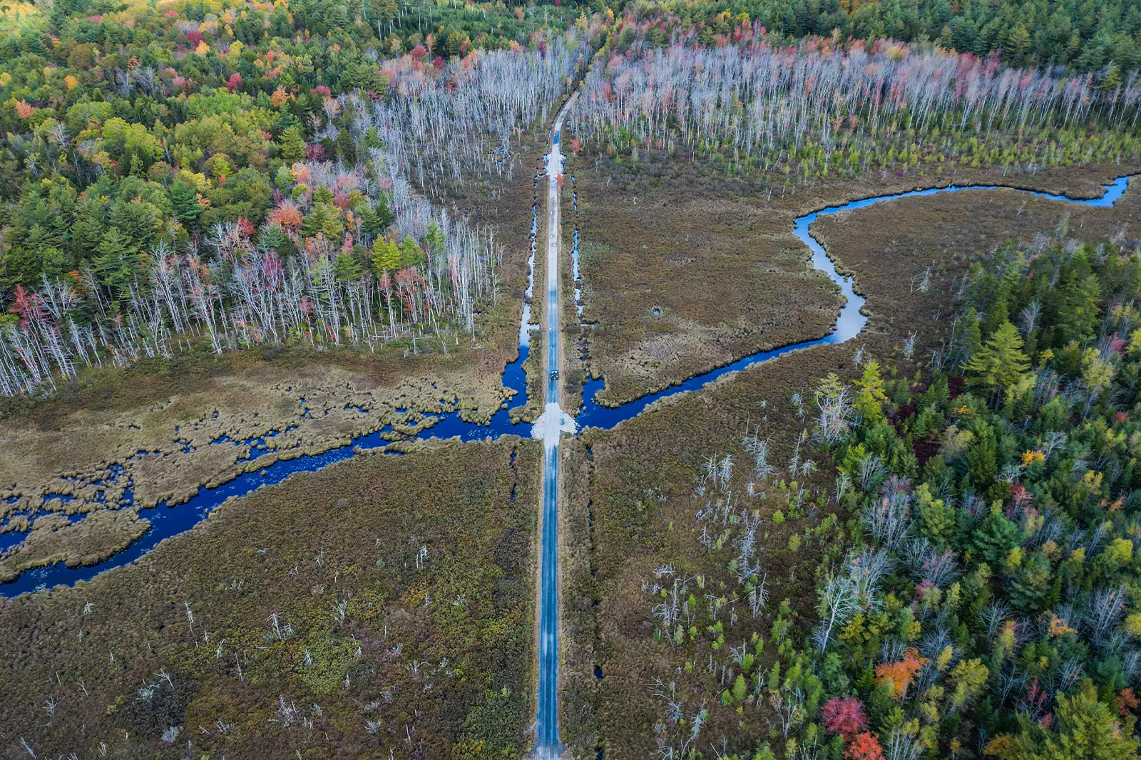 The wetland marsh that the Bay to Bay Trail passes through